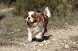CAVALIER KING CHARLES 299